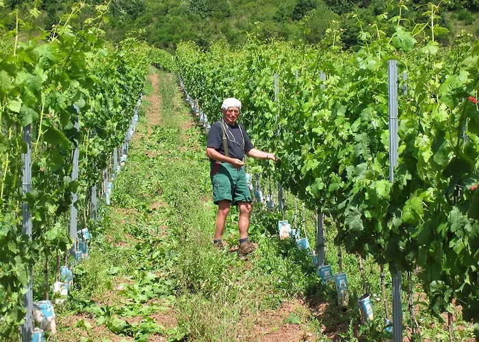 Hotel Moselterrasse 3*