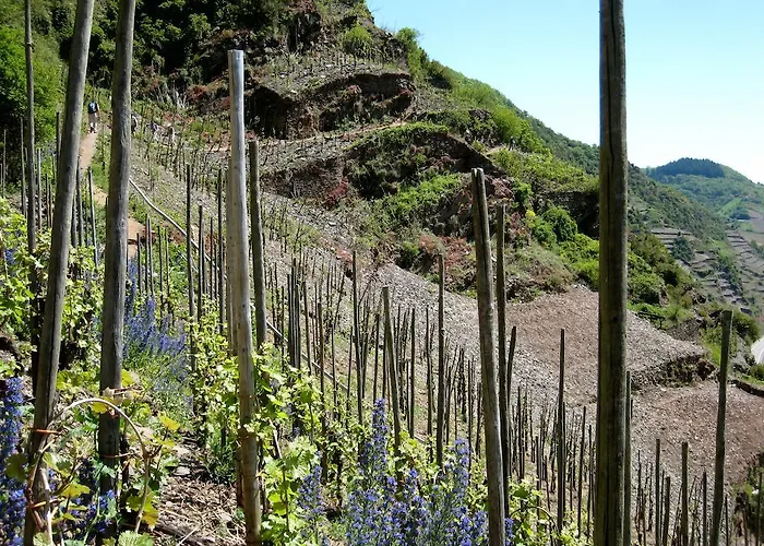 Hotel Moselterrasse Ediger-Eller